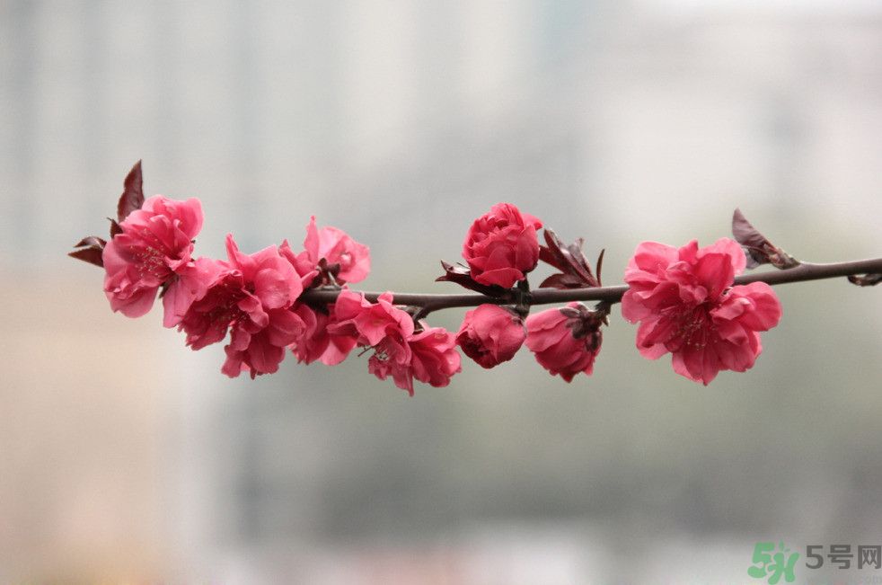 什么花可以凈化空氣？什么花可以減肥？