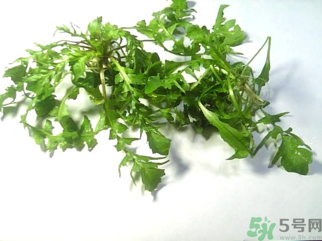 薺菜可以泡水喝嗎？薺菜泡水喝有什么好處？