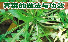 芥菜有什么營養價值呢 吃芥菜有什么好處呢