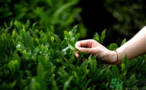 立夏喝什么茶好？立夏不能喝什么茶？