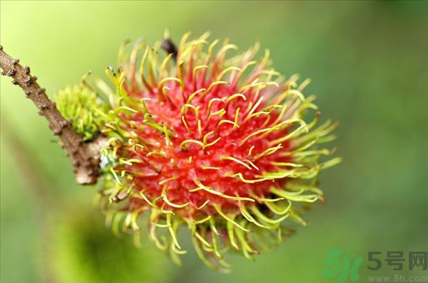 孕婦可以吃紅毛丹嗎？孕婦吃紅毛丹好嗎？