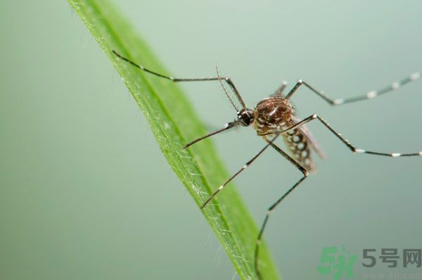 蚊子討厭什么氣味？蚊子討厭什么顏色？