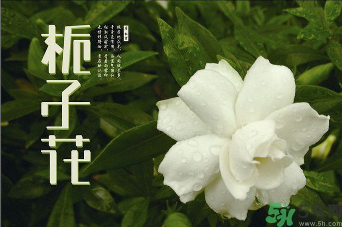 梔子花茶可以補血嗎？貧血可以喝梔子花茶嗎？