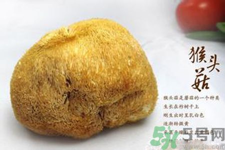 猴頭菇是發(fā)物嗎？猴頭菇是不是發(fā)物？