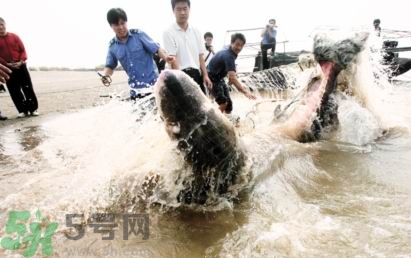 發洪水怎么抓魚？發洪水時的抓魚方法