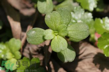 馬齒莧是不是發物？馬齒莧是發物嗎？