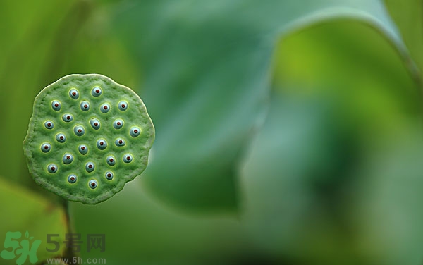 蓮子芯泡茶有什么功效？蓮子心的功效與作用