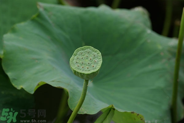 蓮子芯泡茶有什么功效？蓮子心的功效與作用