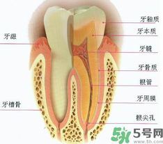 牙齒根管治療多少錢？根管治療一顆要多少錢？