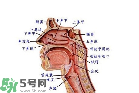 慢性咽炎的發病因素？慢性咽炎的并發癥有哪些？