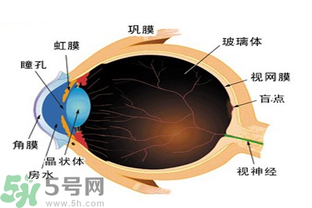 近視眼的護理措施？近視眼的飲食護理？