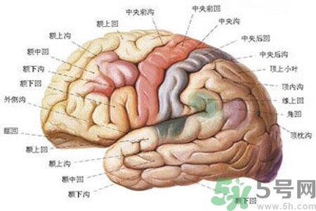 腦出血的治療方法是什么？腦出血可以用哪些藥物治療？