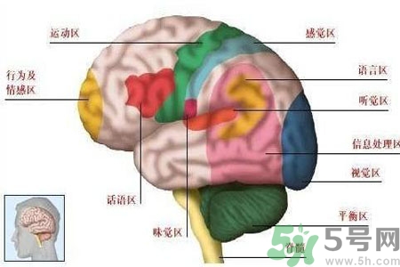 腦出血的高發人群有哪些？如何預防腦出血？