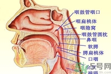 鼻咽癌的日常措施是什么？鼻咽癌注意的飲食有哪些？