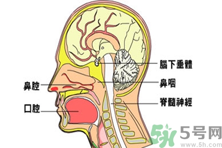 鼻咽癌的治療方法是什么？鼻咽癌可以用什么藥物治療？