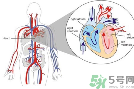 如何預(yù)防心臟病？心臟病的禁忌癥有哪些？