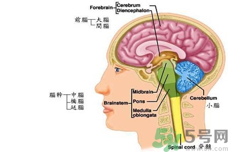 帕金森要注意哪些措施？帕金森的飲食需注意什么？