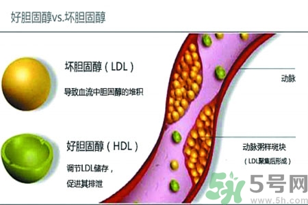 人體中的膽固醇分好壞嗎？如何區(qū)分膽固醇的好壞？