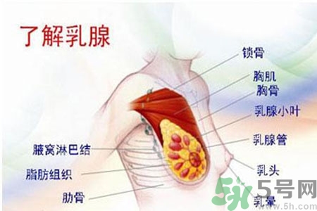 乳頭為什么會疼痛？乳頭疼痛怎么辦？