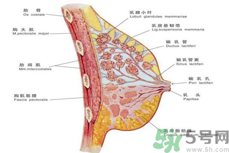 如何預防女性乳頭痛？女性需注意乳房的哪些問題？