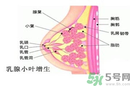 乳房脹痛的原因？乳房脹痛怎么辦？