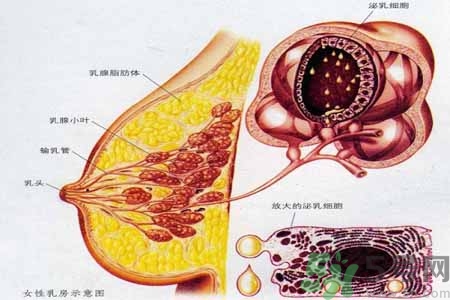 乳腺增生可以懷孕嗎？如何預防乳腺增生？