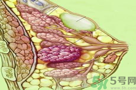 乳房屋硬塊有疼痛感怎么回事？乳房屋硬塊有疼痛感怎么辦？