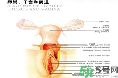 陰道出血和什么有關？陰道出血的應急措施有哪些？