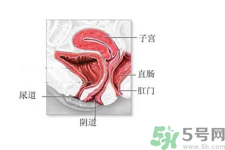 陰道松弛是什么？陰道松弛的癥狀有哪些？