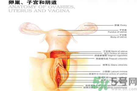 陰道松弛是什么？陰道松弛的癥狀有哪些？