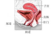 女性陰道松弛的原因是什么？女性陰道松弛怎么辦？