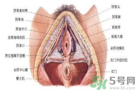 外陰瘙癢怎么回事？外陰瘙癢的原因是什么？