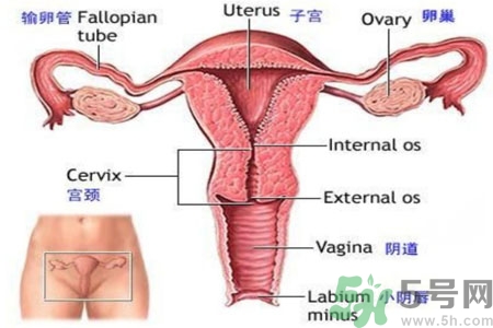 引起外陰瘙癢的疾病有哪些？治療外陰瘙癢的偏方有哪些？