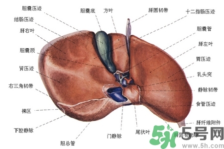 男性護(hù)肝的方法有哪些？養(yǎng)肝護(hù)肝必吃3大營(yíng)養(yǎng)素