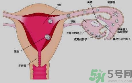 女性左側小腹是什么器官?女性左側小腹痛是怎么回事?