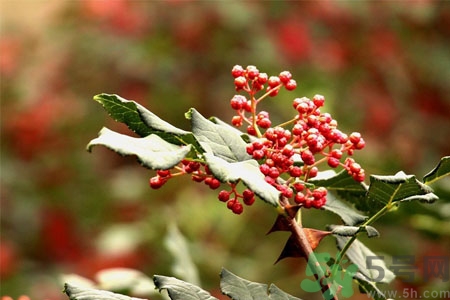 花椒可以治療打鼾嗎？花椒的好處有哪些？