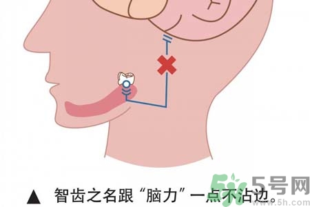 智齒一定要拔掉嗎？什么樣的智齒可以不拔？