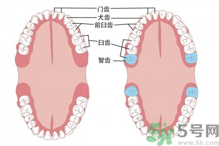 智齒拔了好不好？智齒能不拔嗎？