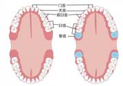 智齒橫著長怎么辦？智齒橫著長一定要拔了嗎？