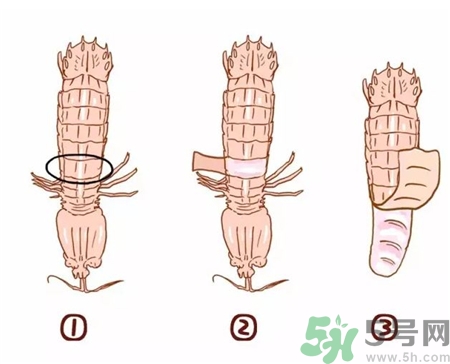 皮皮蝦扎手有毒嗎?被皮皮蝦扎手怎么處理?