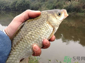 十月份釣鯽魚用什么餌？十月份釣鯽魚用什么餌料好？