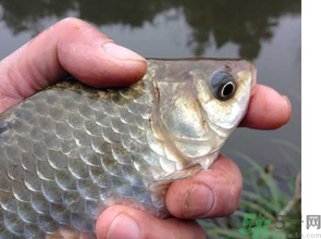 十月份釣鯽魚用什么餌？十月份釣鯽魚用什么餌料好？