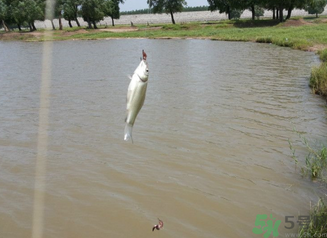 秋天釣魚深水還是淺水？秋天釣魚釣深水還是淺水？