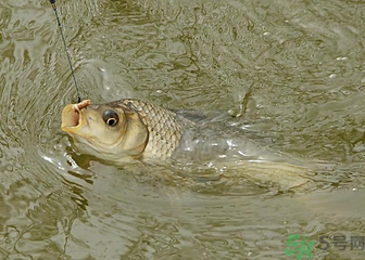 釣的魚(yú)死了還能吃嗎？釣的魚(yú)死了怎么處理？