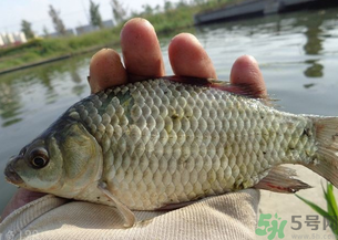 野生鯽魚(yú)多少錢一斤？野生鯽魚(yú)怎么區(qū)分？