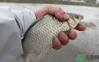 野生鯽魚怎么做好吃？野生鯽魚的做法