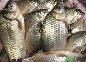 野生鯽魚怎么釣？釣野生鯽魚的技巧