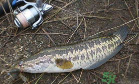 10月份還能釣黑魚嗎？幾月份釣黑魚最好？