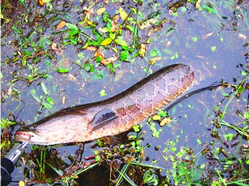 十月份黑魚好釣嗎？十月份怎么釣黑魚？