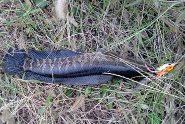 秋天怎么釣黑魚？秋天釣黑魚技巧